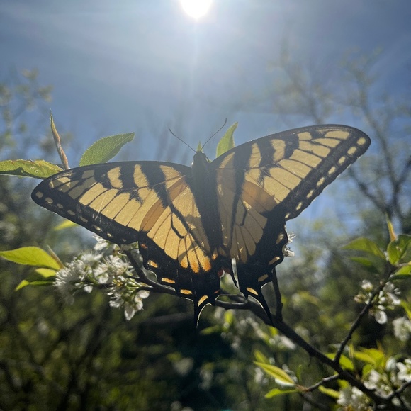 Meet your Posher, Melissa - Picture 1 of 1